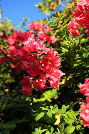 a bunch of red and pink bouganvillea flower on a garden wall Stock Photo - Budget Royalty-Free & Subscription, Code: 400-04459842