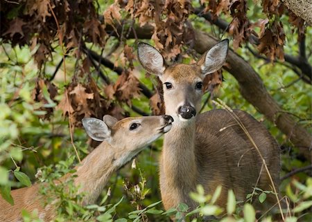simsearch:400-04793517,k - Whitetail deer doe with yearling. Foto de stock - Super Valor sin royalties y Suscripción, Código: 400-04459856