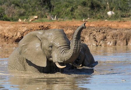simsearch:400-05025714,k - African Elephants having fun in the water Foto de stock - Super Valor sin royalties y Suscripción, Código: 400-04459907