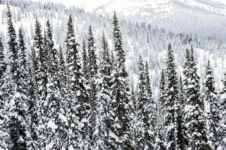 Snow covered trees in Whistler, Canada. Photographie de stock - Aubaine LD & Abonnement, Code: 400-04450285