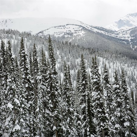 Snow covered trees in Whistler, Canada. Photographie de stock - Aubaine LD & Abonnement, Code: 400-04450286