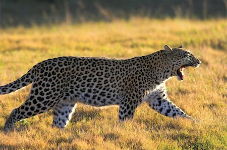 simsearch:400-04479927,k - Leopard Photographie de stock - Aubaine LD & Abonnement, Code: 400-04450338