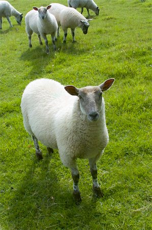 simsearch:400-04513431,k - sheep animal farm farming agriculture wool livestock animal Stock Photo - Budget Royalty-Free & Subscription, Code: 400-04450350
