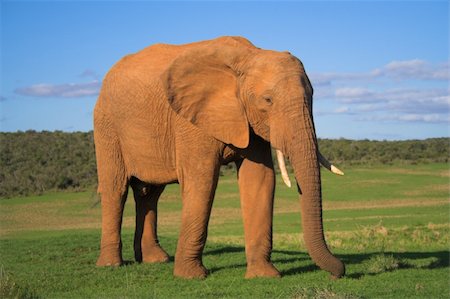 simsearch:400-04450374,k - African Elephant Foto de stock - Royalty-Free Super Valor e Assinatura, Número: 400-04450376