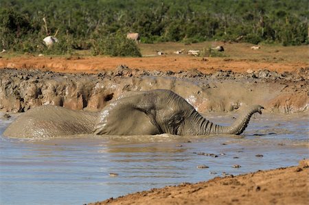 simsearch:400-05025714,k - African Elephant using its trunk to breath above water Foto de stock - Super Valor sin royalties y Suscripción, Código: 400-04450385