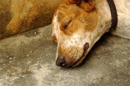 Sad looking rescued stray dog. Be kind to all animals. Stock Photo - Budget Royalty-Free & Subscription, Code: 400-04450562