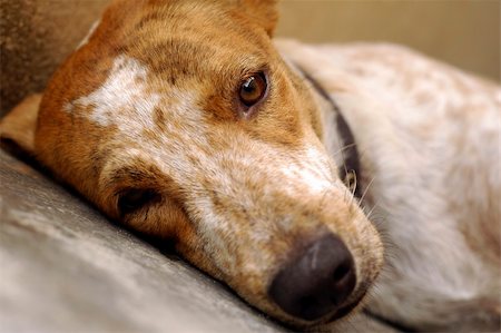 Sad looking rescued stray dog. Be kind to all animals. Stock Photo - Budget Royalty-Free & Subscription, Code: 400-04450563