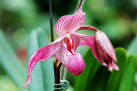 simsearch:400-07682458,k - The orchis of spring, pink lady slipper Stock Photo - Budget Royalty-Free & Subscription, Code: 400-04450619