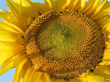 simsearch:400-04751722,k - sunflower Stock Photo - Budget Royalty-Free & Subscription, Code: 400-04450669