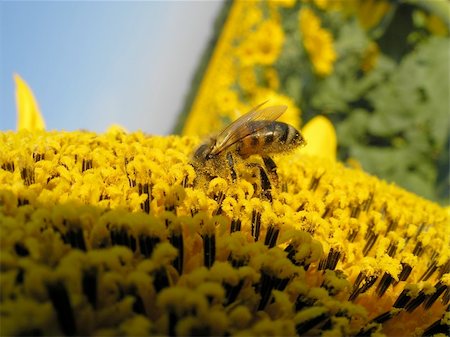 simsearch:400-04751722,k - bee on the sunflower Stock Photo - Budget Royalty-Free & Subscription, Code: 400-04450674