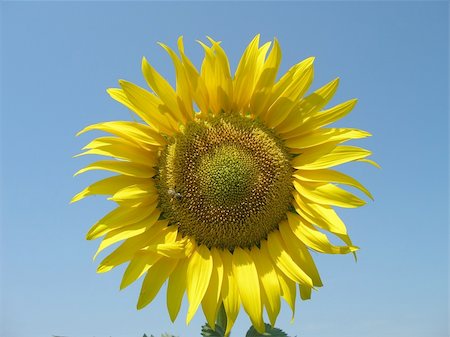simsearch:400-04751722,k - sunflower Stock Photo - Budget Royalty-Free & Subscription, Code: 400-04450670