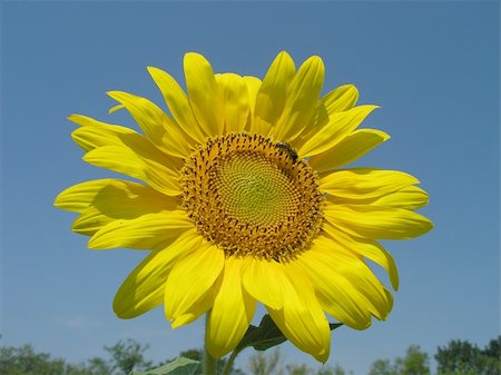 simsearch:400-04751722,k - sunflower Stock Photo - Budget Royalty-Free & Subscription, Code: 400-04450671
