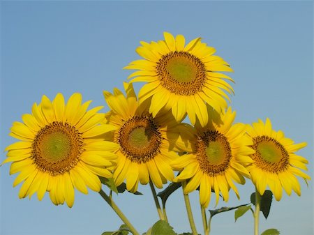 simsearch:400-04751722,k - sunflower Stock Photo - Budget Royalty-Free & Subscription, Code: 400-04450672