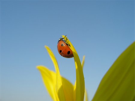 simsearch:400-04751722,k - sunflower + ladybird Stock Photo - Budget Royalty-Free & Subscription, Code: 400-04450673