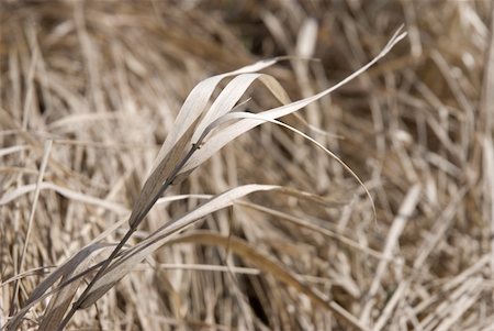 dried crop field - Dry autumn grass Foto de stock - Super Valor sin royalties y Suscripción, Código: 400-04450781