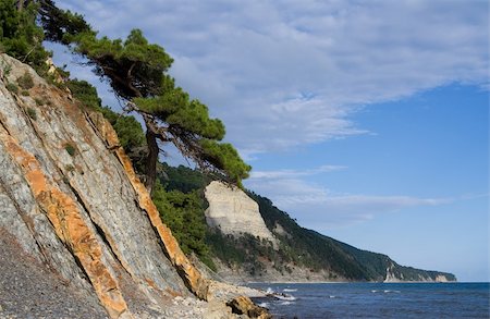 Pine near the Black sea, Northern Caucasia Stock Photo - Budget Royalty-Free & Subscription, Code: 400-04451018