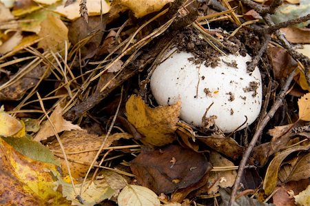 simsearch:400-07089206,k - Mushroom in the autumn forest among foliage. Foto de stock - Super Valor sin royalties y Suscripción, Código: 400-04451013