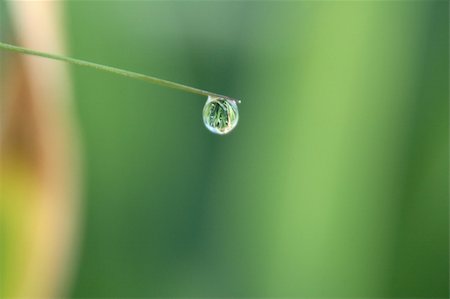 fedotishe (artist) - Small dewdrop on a green blade in the early morning Foto de stock - Super Valor sin royalties y Suscripción, Código: 400-04451119