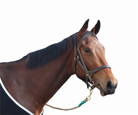 simsearch:400-05342352,k - A racehorse isolated on white with a clipping path Stock Photo - Budget Royalty-Free & Subscription, Code: 400-04451455