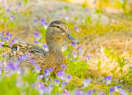 Female mallard duck (Anas platyrhynchos) on land Stockbilder - Microstock & Abonnement, Bildnummer: 400-04451458