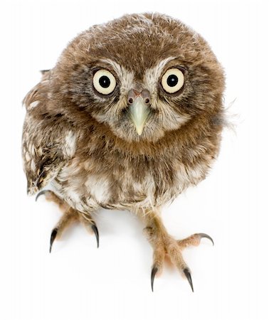 young owl in front of a white background Stock Photo - Budget Royalty-Free & Subscription, Code: 400-04451553