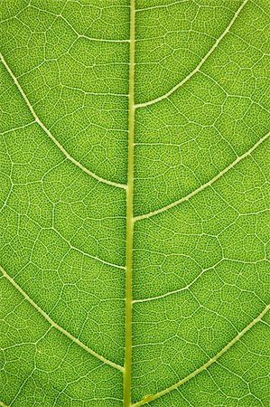 simsearch:400-05015288,k - Closeup of a leaf with back lighting Photographie de stock - Aubaine LD & Abonnement, Code: 400-04451612