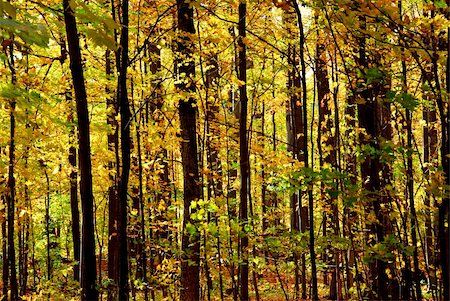 simsearch:400-04436466,k - Colorful young fall forest glowing in sunlight Stock Photo - Budget Royalty-Free & Subscription, Code: 400-04452102