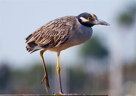 simsearch:400-06390678,k - Yellow-crowned Night Heron perched on a dock in central Florida Stockbilder - Microstock & Abonnement, Bildnummer: 400-04452130