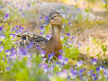 Female mallard duck (Anas platyrhynchos) on land Stockbilder - Microstock & Abonnement, Bildnummer: 400-04452207