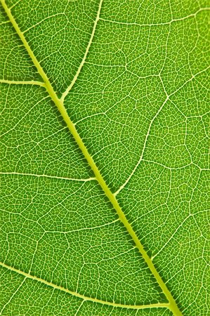 simsearch:400-05015288,k - Closeup of a leaf with back lighting Photographie de stock - Aubaine LD & Abonnement, Code: 400-04452326
