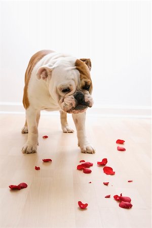 dog destruction - English Bulldog looking down at red rose pedals scattered on floor. Stock Photo - Budget Royalty-Free & Subscription, Code: 400-04452641