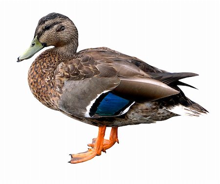 simsearch:400-04627407,k - A female mallard duck isolated with clipping path Foto de stock - Royalty-Free Super Valor e Assinatura, Número: 400-04452686