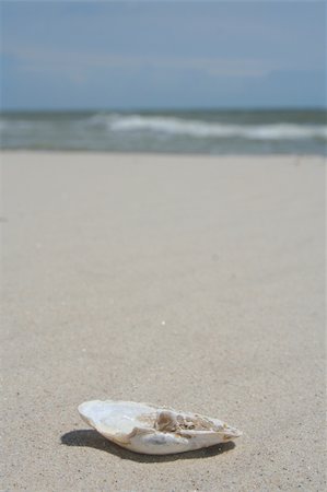 Sea shell on the beach. Summer season Seaside pictures Stock Photo - Budget Royalty-Free & Subscription, Code: 400-04452695