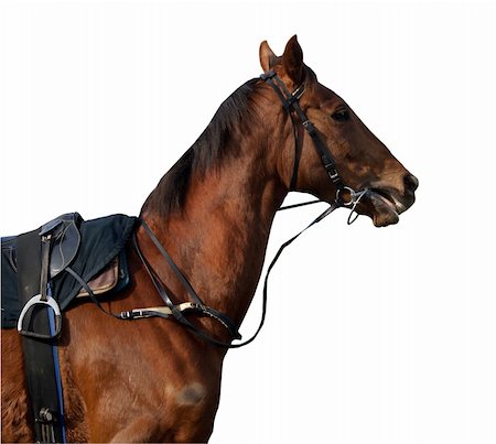 steigbügel - A racehorse isolated with clipping path Stockbilder - Microstock & Abonnement, Bildnummer: 400-04452894
