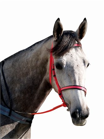 steigbügel - Adapple grey race horse with clipping path Stockbilder - Microstock & Abonnement, Bildnummer: 400-04452916