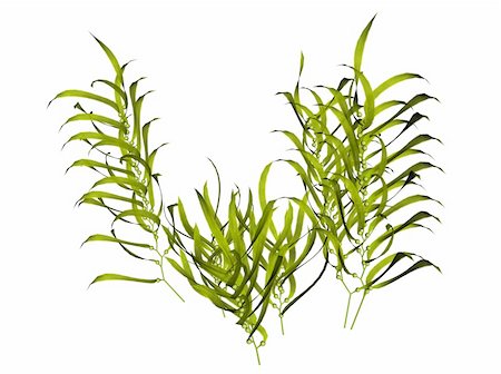 3D illustration of a kelp Photographie de stock - Aubaine LD & Abonnement, Code: 400-04452952