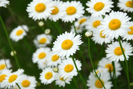 simsearch:400-04830667,k - Wild daisies growing in a green meadow Photographie de stock - Aubaine LD & Abonnement, Code: 400-04453080