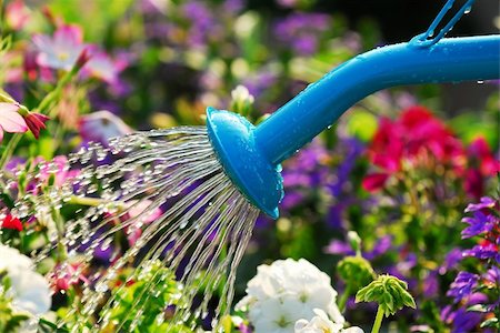 Water pouring from blue watering can onto blooming flower bed Stock Photo - Budget Royalty-Free & Subscription, Code: 400-04453108