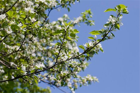 simsearch:622-06191319,k - Nice apple flowers on clear blue sky Photographie de stock - Aubaine LD & Abonnement, Code: 400-04453178