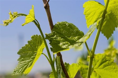 simsearch:400-05347888,k - Green leaves of grape on clear blue sky Foto de stock - Super Valor sin royalties y Suscripción, Código: 400-04453179