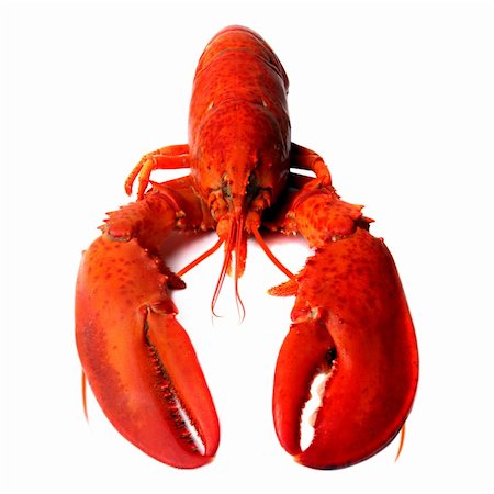 whole red lobster isolated on white background Stock Photo - Budget Royalty-Free & Subscription, Code: 400-04453219