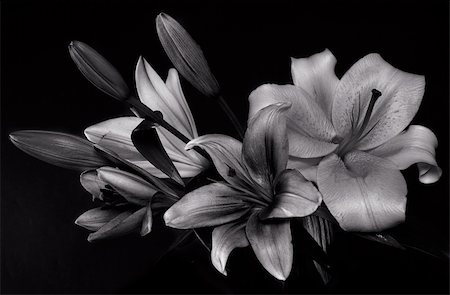 smalik (artist) - Bouquet of lilies Foto de stock - Super Valor sin royalties y Suscripción, Código: 400-04453635