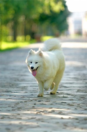 simsearch:400-03931819,k - A lovely Samoyed playing. Stock Photo - Budget Royalty-Free & Subscription, Code: 400-04453766