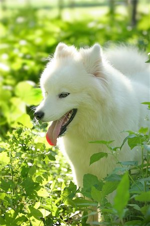 simsearch:400-03931819,k - Samoyed dog Stock Photo - Budget Royalty-Free & Subscription, Code: 400-04453767