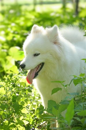 simsearch:400-03931819,k - Samoyed dog Fotografie stock - Microstock e Abbonamento, Codice: 400-04453767