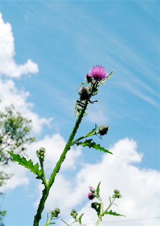 simsearch:400-04545260,k - High thistle flower on the blue sky background (look upwards) Stock Photo - Budget Royalty-Free & Subscription, Code: 400-04453762