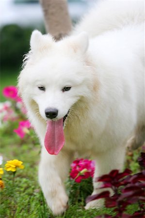 simsearch:400-03931819,k - A lovely Samoyed playing. Stock Photo - Budget Royalty-Free & Subscription, Code: 400-04453821