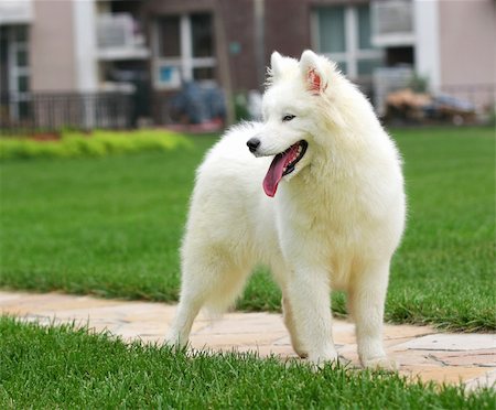 simsearch:400-03931819,k - A lovely Samoyed playing. Stock Photo - Budget Royalty-Free & Subscription, Code: 400-04453822
