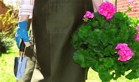 simsearch:400-04439731,k - Woman in gardening apron carrying pot with geraniums Photographie de stock - Aubaine LD & Abonnement, Code: 400-04453948