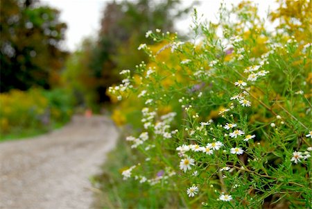 flower farms in ontario - Rural dirt road in Ontario, Canada, focus on flowers Stock Photo - Budget Royalty-Free & Subscription, Code: 400-04453956